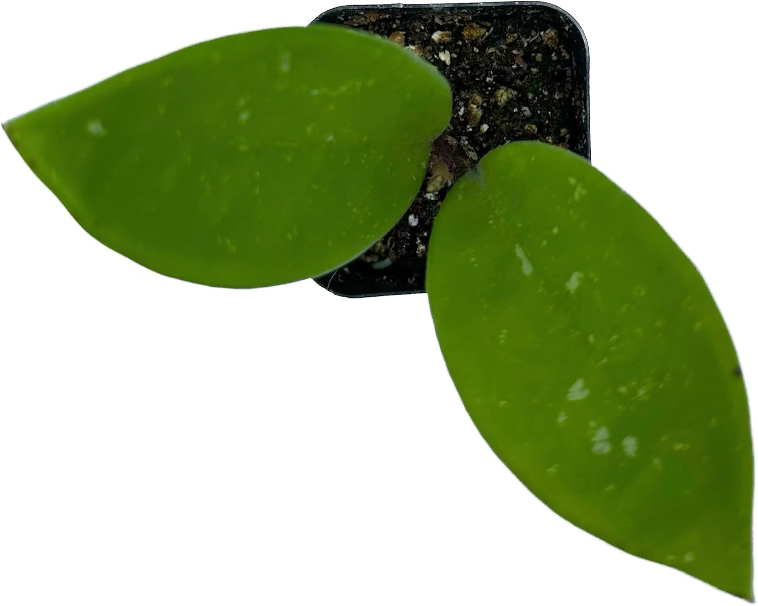 The Waterspout Colecciones de cactus suculentas de 2 pulgadas (Hoya Carnosa ‘Flor de porcelana’)
