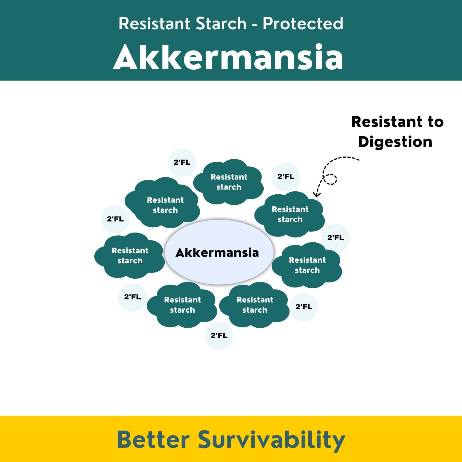 Layer Origin Akkermansia Muciniphila Probiótico con PureHMO Oligosacáridos de leche humana prebiótico para GLP, metabolismo, 60 cápsulas, suministro