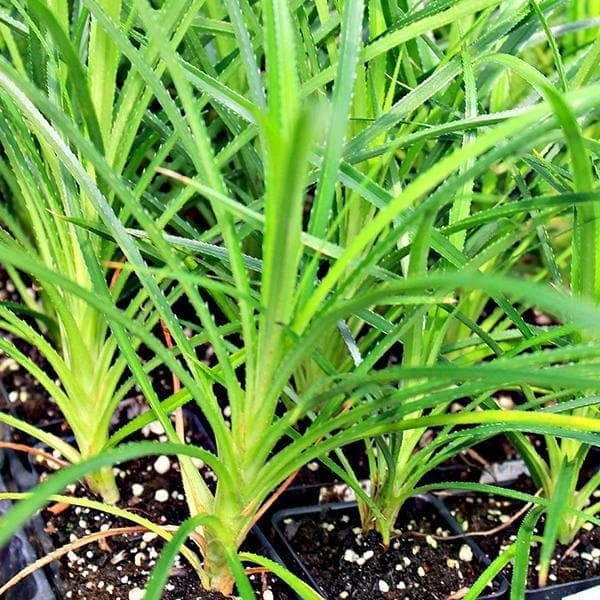 Nuevas semillas frescas de plantas de pandan 10pcs Generic