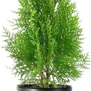 Blue Cone Arborvitae – Planta de tamaño de 1 galón vivo  Follaje azul verdoso vibrante para paisajismo, setos y pantallas de privacidad, tolerante a Blue Cone Arborvitae – Planta de tamaño de 1 galón vivo  Follaje azul verdoso vibrante para paisajismo, setos y pantallas de privacidad, tolerante a