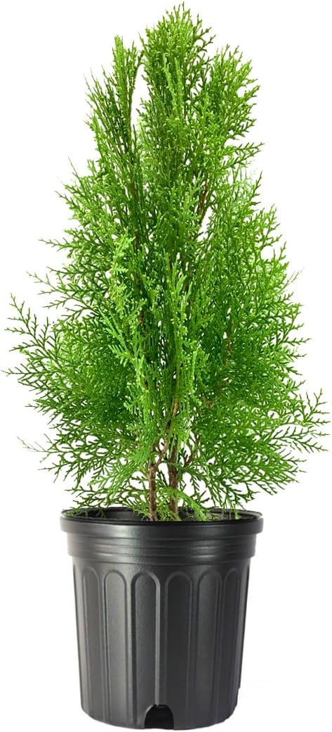 Blue Cone Arborvitae – Planta de tamaño de 1 galón vivo  Follaje azul verdoso vibrante para paisajismo, setos y pantallas de privacidad, tolerante a