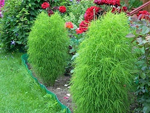 Seeds4planting – Semillas Verano Ciprés Ardiente Arbusto Kochia Flores Anuales 500 Semillas