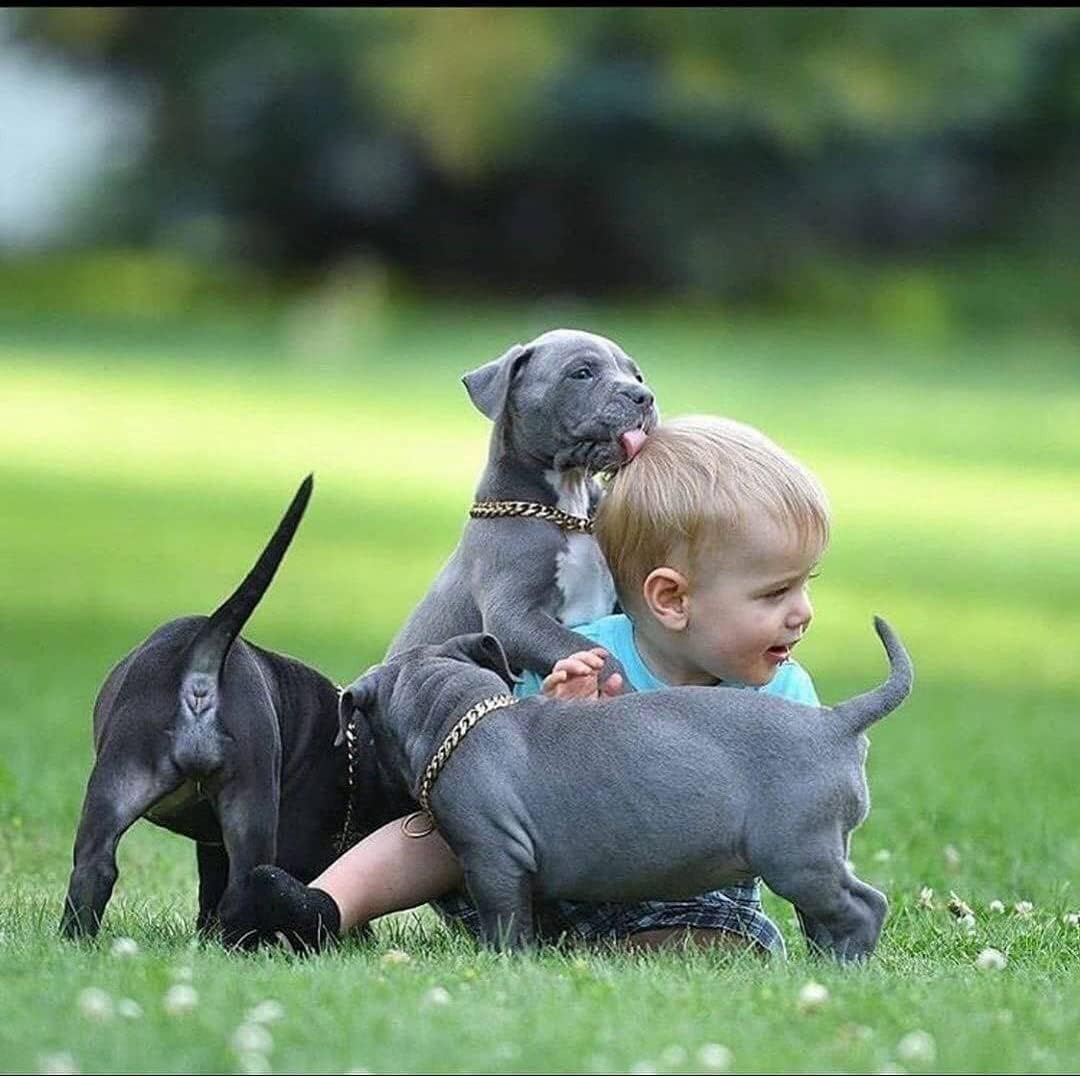 Collar de cadena de oro para perro, chapado en oro de 18 quilates, cadena de eslabones cubanos de acero inoxidable para perros medianos (longitud –