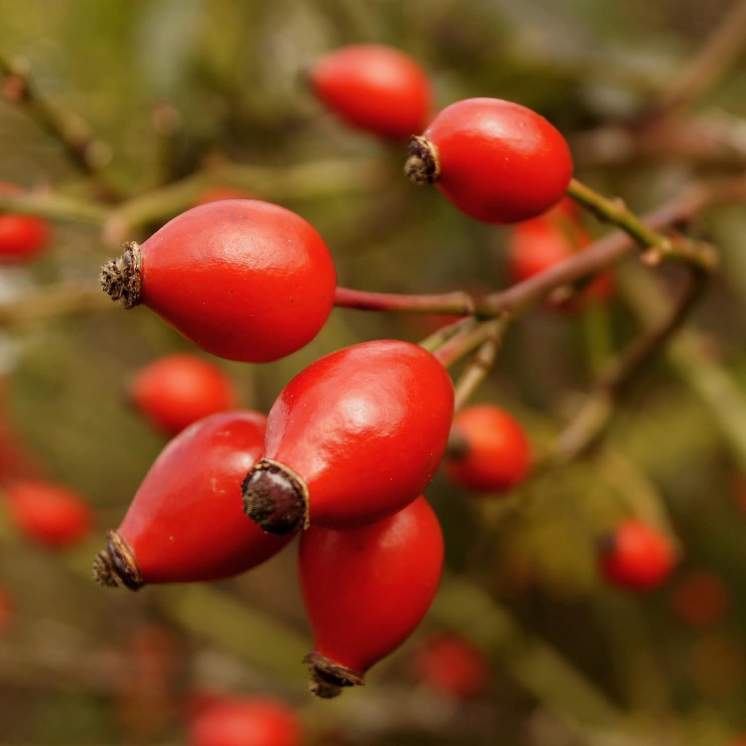 YEGAOL Garden – Semillas de rosa mosqueta, frutas y bayas, valor nutricional utilizado en tés de hierbas, mermeladas y jaleas, bordes para