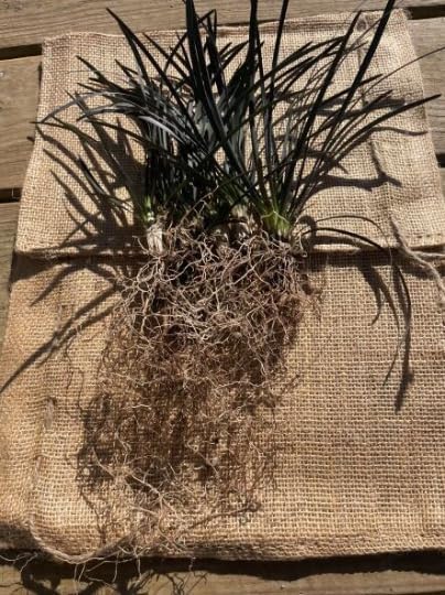 15 plantas de césped decorativas Black Mondo