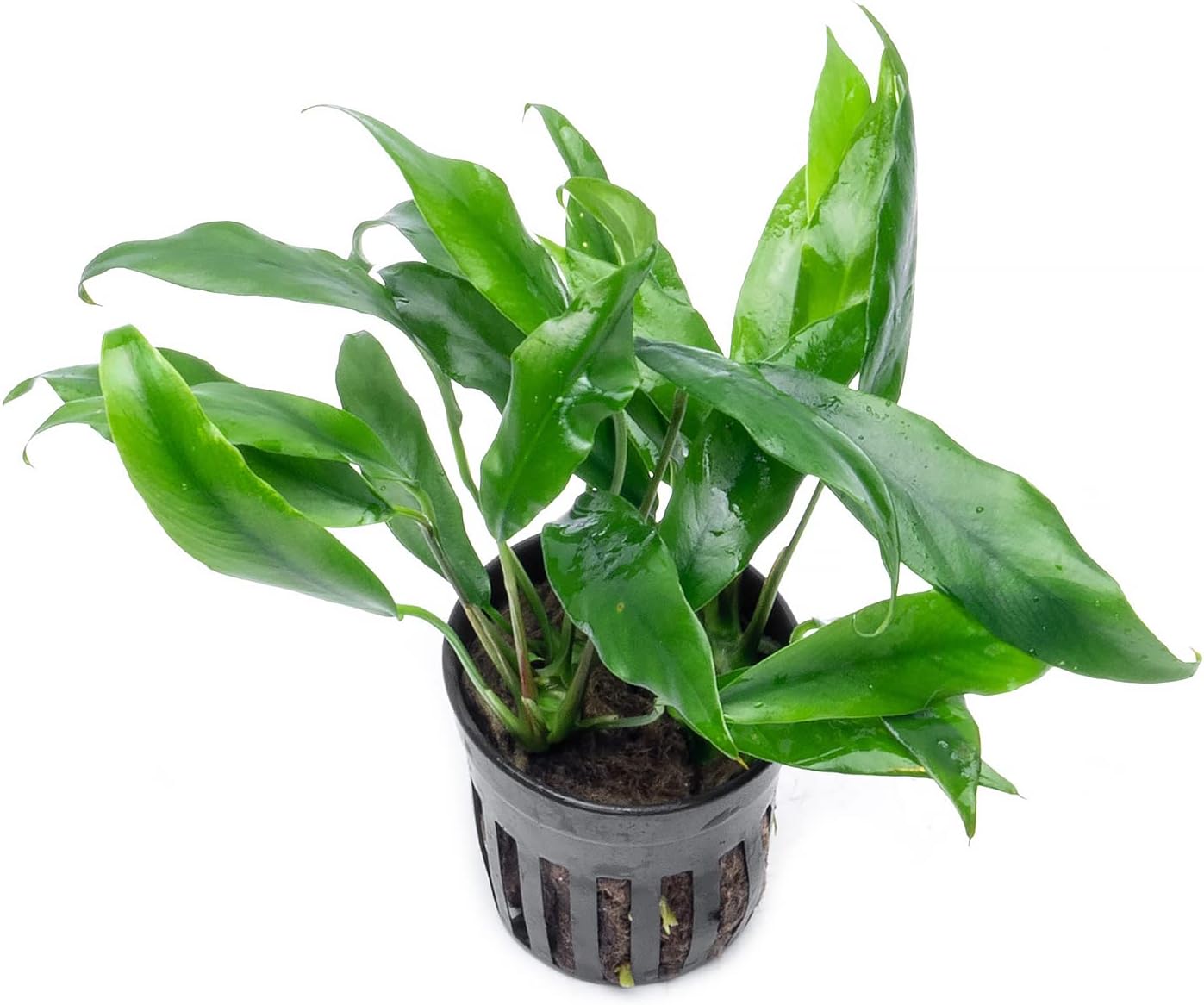 Plantas Anubias vivas para acuarios, planta de agua dulce en maceta para peceras y terrarios, apta para principiantes, para poca luz (Minima, 1