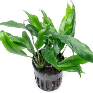 Plantas Anubias vivas para acuarios, planta de agua dulce en maceta para peceras y terrarios, apta para principiantes, para poca luz (Minima, 1 Plantas Anubias vivas para acuarios, planta de agua dulce en maceta para peceras y terrarios, apta para principiantes, para poca luz (Minima, 1