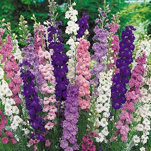 Seeds4planting – Semillas Delphinium Giant Tall Mix – Orgánico
