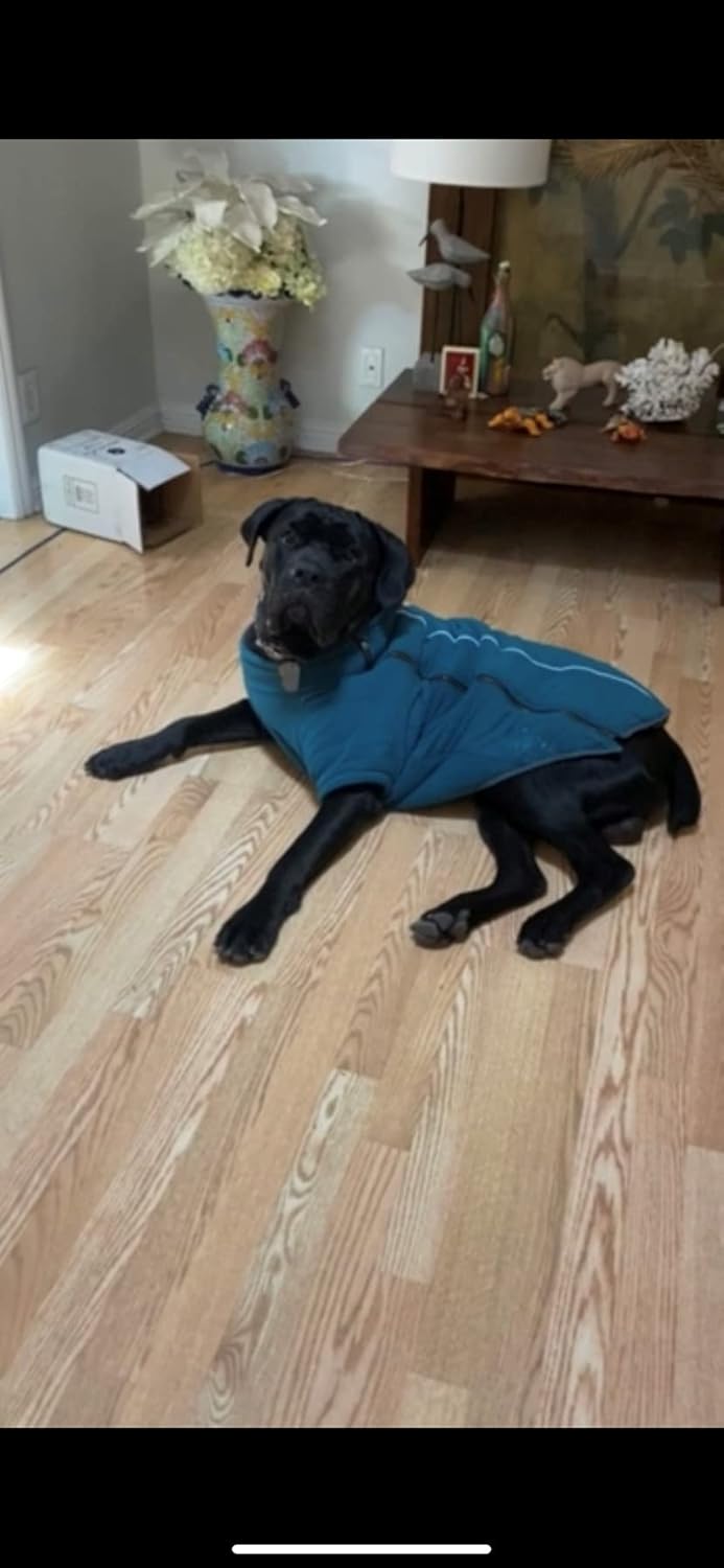 BoxDog Chaqueta cálida de forro polar para perro I Abrigo para perro para clima frío  Chaquetas para perros pequeños (pequeño)