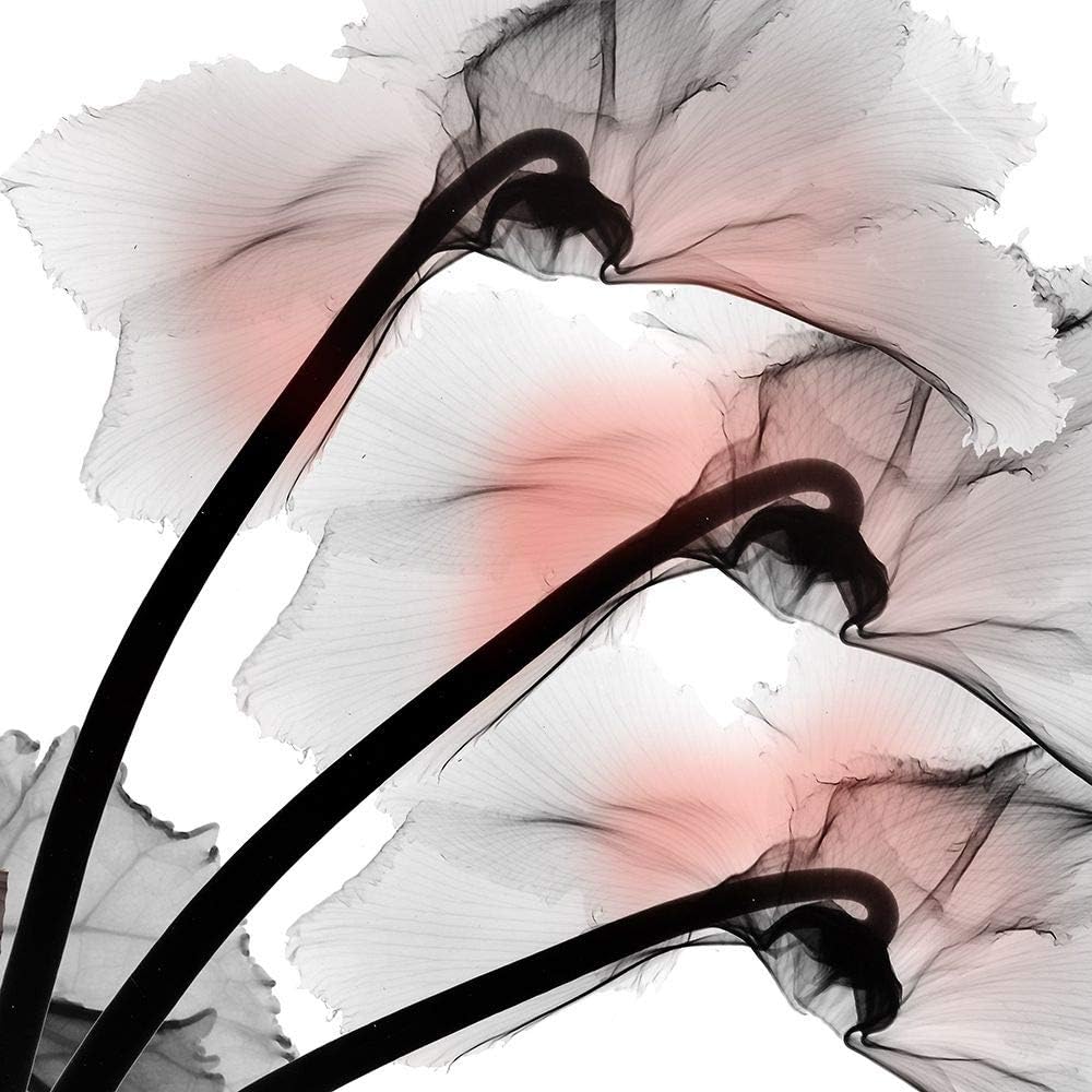 Posterazzi PDXAK8SQ217ALARGE Coral Luster Cyclamen 2 – Impresión fotográfica, 24 x 24, multicolor
