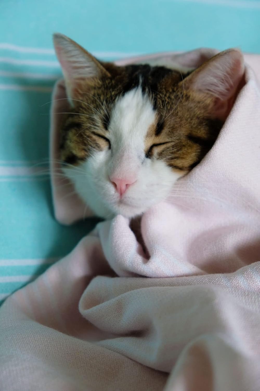 Park & Oz Turkish Peshtemal – Toallas de playa, 100% algodón, de gran tamaño, 39 x 71 pulgadas, ligeras, de secado rápido, ideales para viajes,