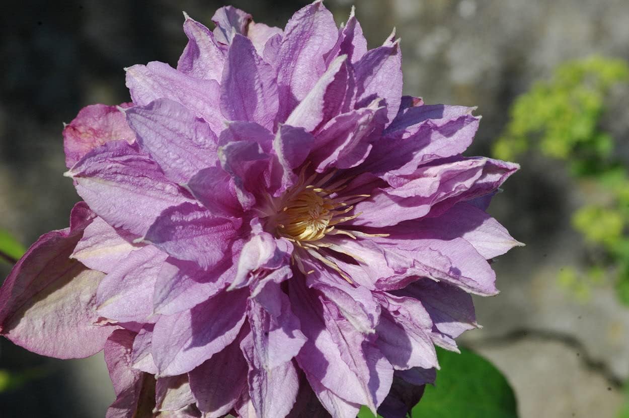 Clematis Proteus – Planta viva en una maceta de cultivo de 4 pulgadas – Clematis ‘Proteus’ – Plantas de inicio listas para el jardín – Hermosa vid