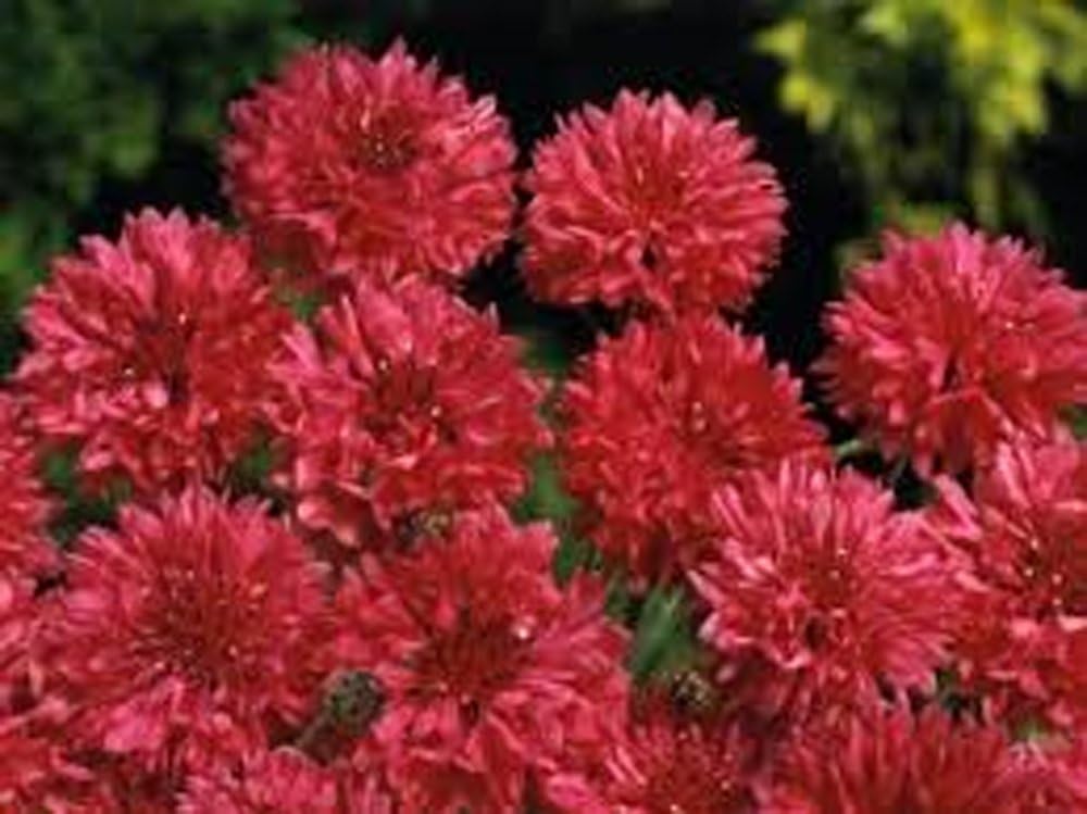 Botón de soltero, semillas rojas altas, 100 semillas, hermosas flores de color rojo brillante.
