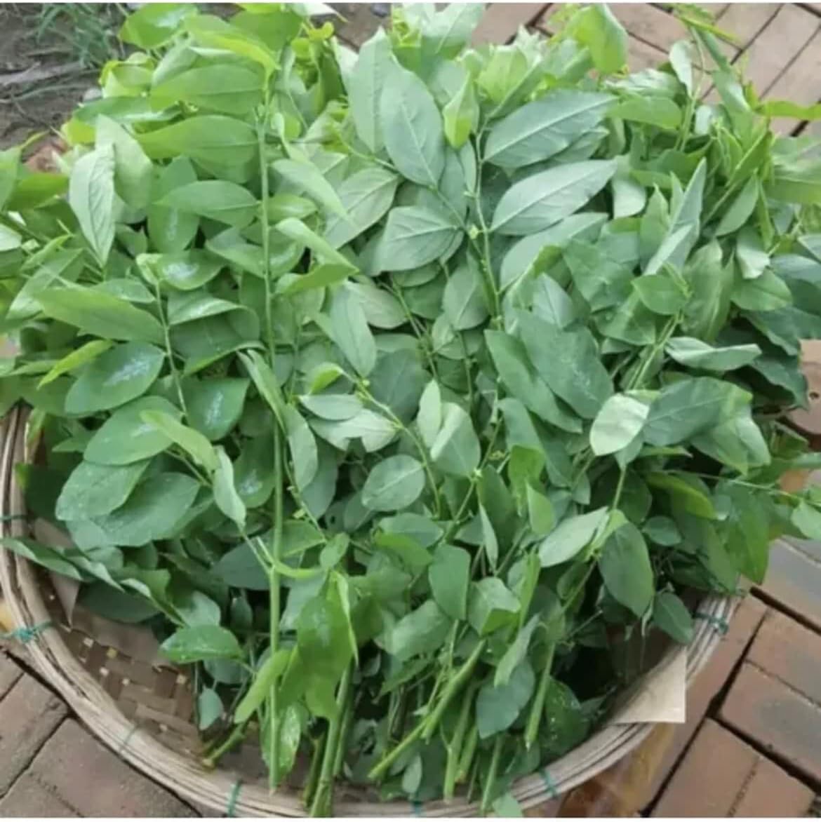 Semillas asiáticas de la diáspora de la diáspora (100 semillas Katuk Sweet Leaf Sauropus Androgynus Star Gooseberry Rau Bo Ngot)