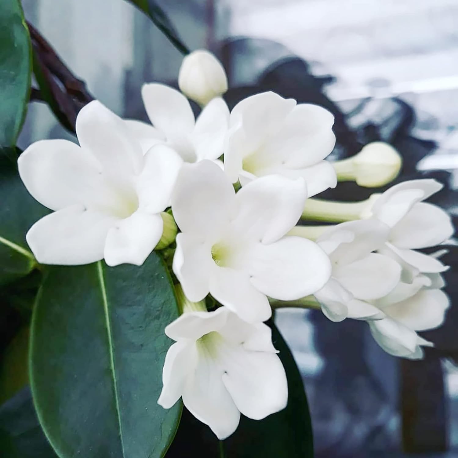 YEGAOL Garden – Semillas de Floribunda de Stephanotis de Madagascar, jazmín de hoja perenne, flores de hoja perenne, sin OMG, enrejados, bordes de