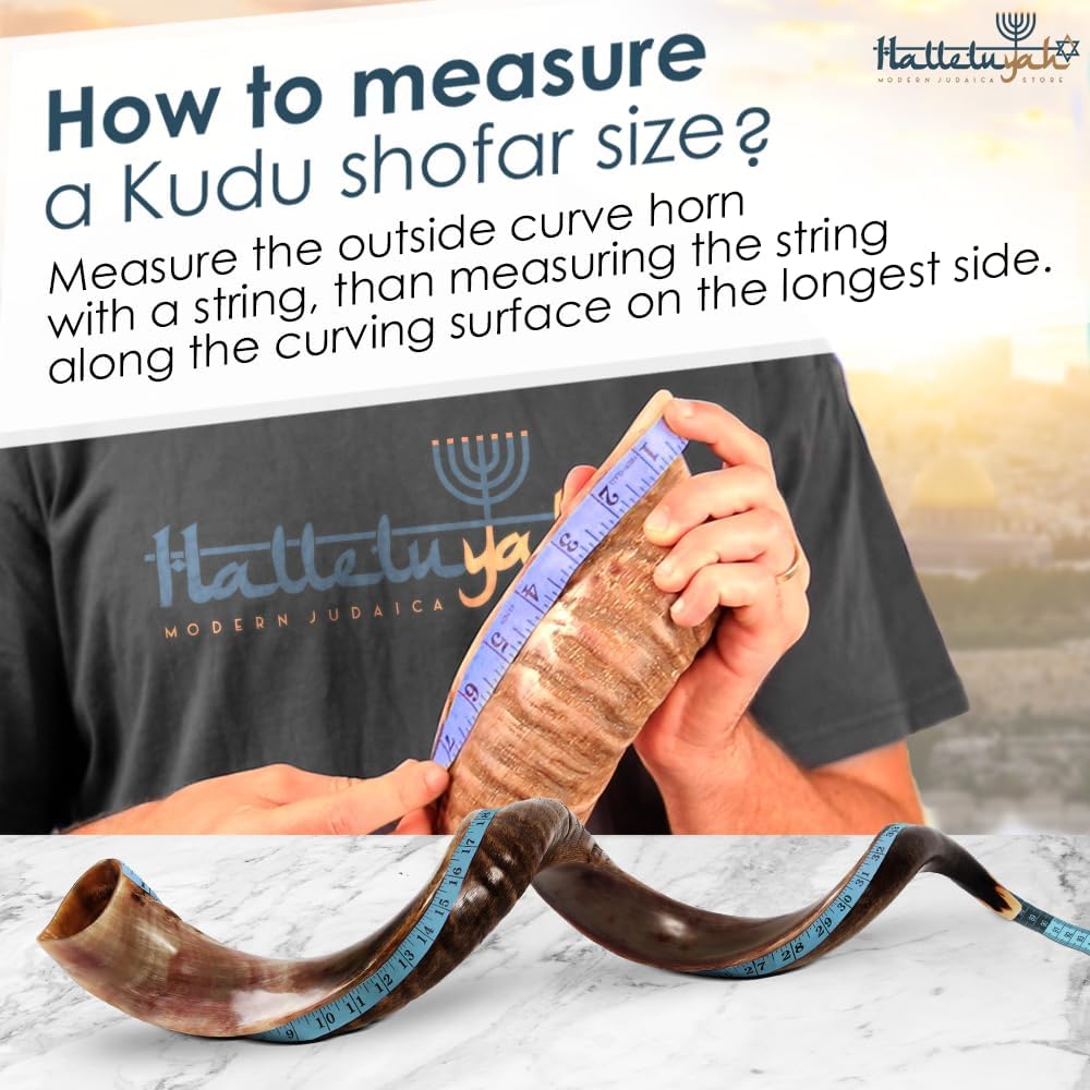HalleluYAH Kudu Shofar medio pulido Kosher original  De Israel