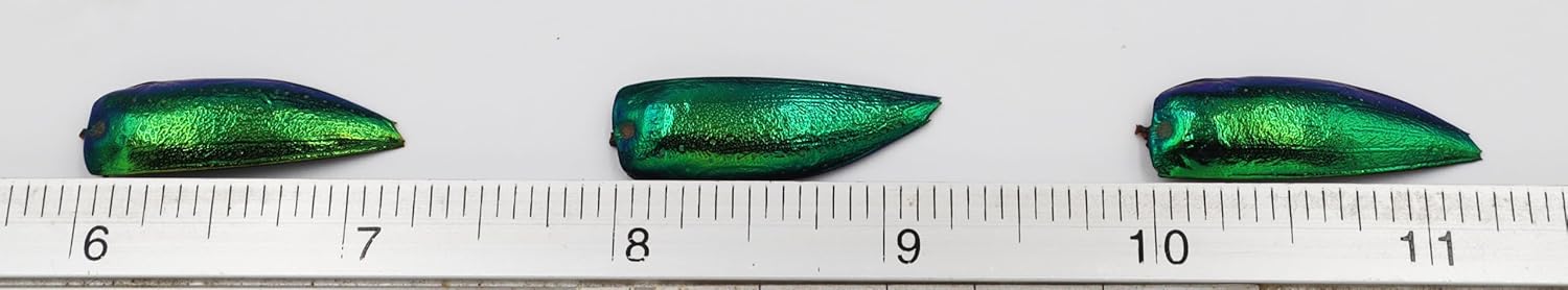 50 piezas de alas de escarabajo con joya verde Sternocera Aequisignata Natural para arte artesanía, ropa, cuentas de costura, diseño de bordado y