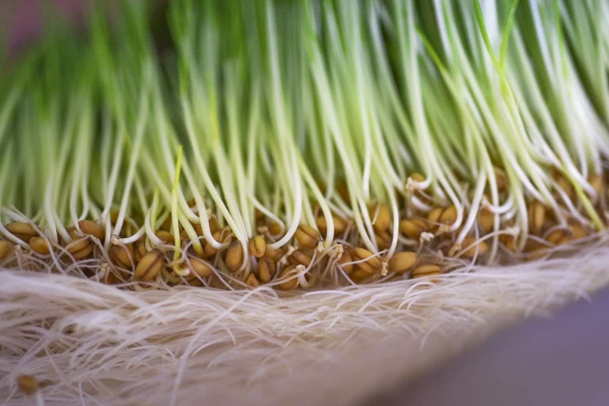Hierba de trigo Wow congelada orgánica, sin polvo, sin azúcar ni stevia añadida, cultivada y empaquetada en Estados Unidos