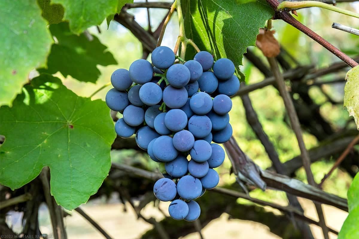 Concord – Planta viva de vid de uva de 1 a 2 años de edad, planta de uva Concord – Frutos de uva dulces vivos para cultivar, árbol frutal de uva sin