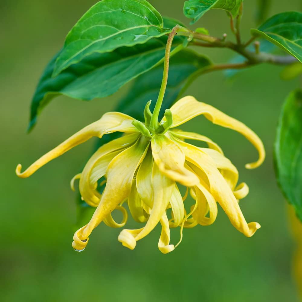 QAUZUY GARDEN 3 semillas de Ylang Ylang (Cananga odorata) Semillas de Perfume Árbol “Reina de los Perfumes” – Acento muy fragante y florece durante