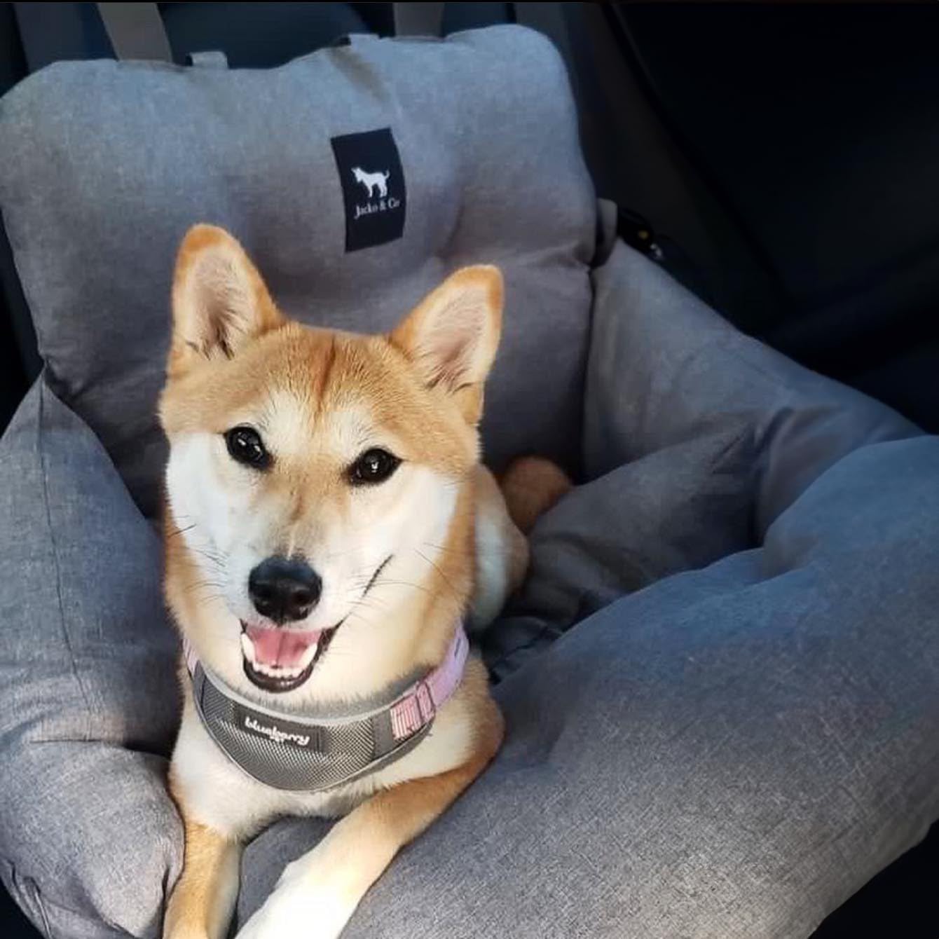 JACKO & CO – Asiento de coche para perros de alta calidad y asiento elevador para mascotas pequeñas y medianas de menos de 30 libras, cachorros,