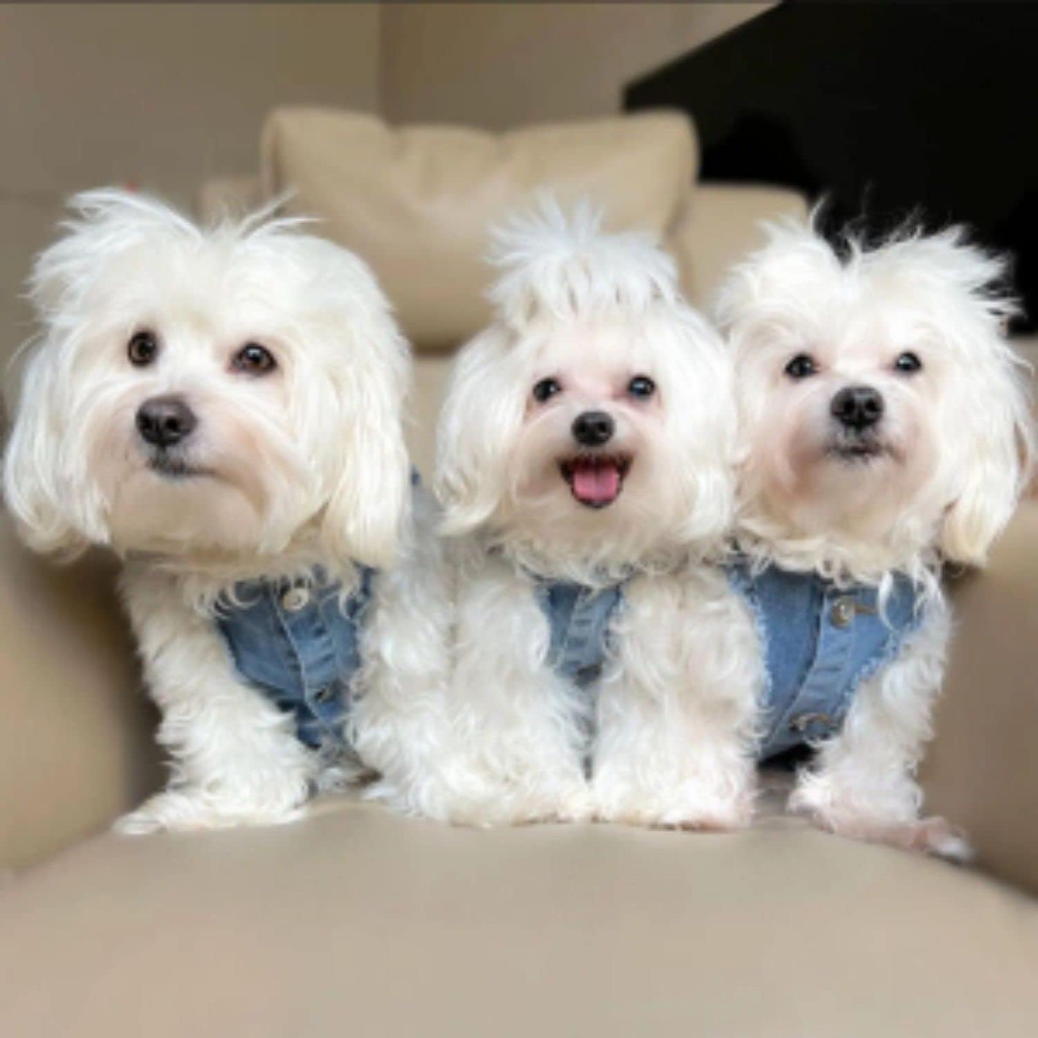 Chaqueta de arnés para perros, Chaqueta de mezclilla para perros, Ropa de perro de lujo, Ropa de perro con diseño de espalda de piedra Swarovski,