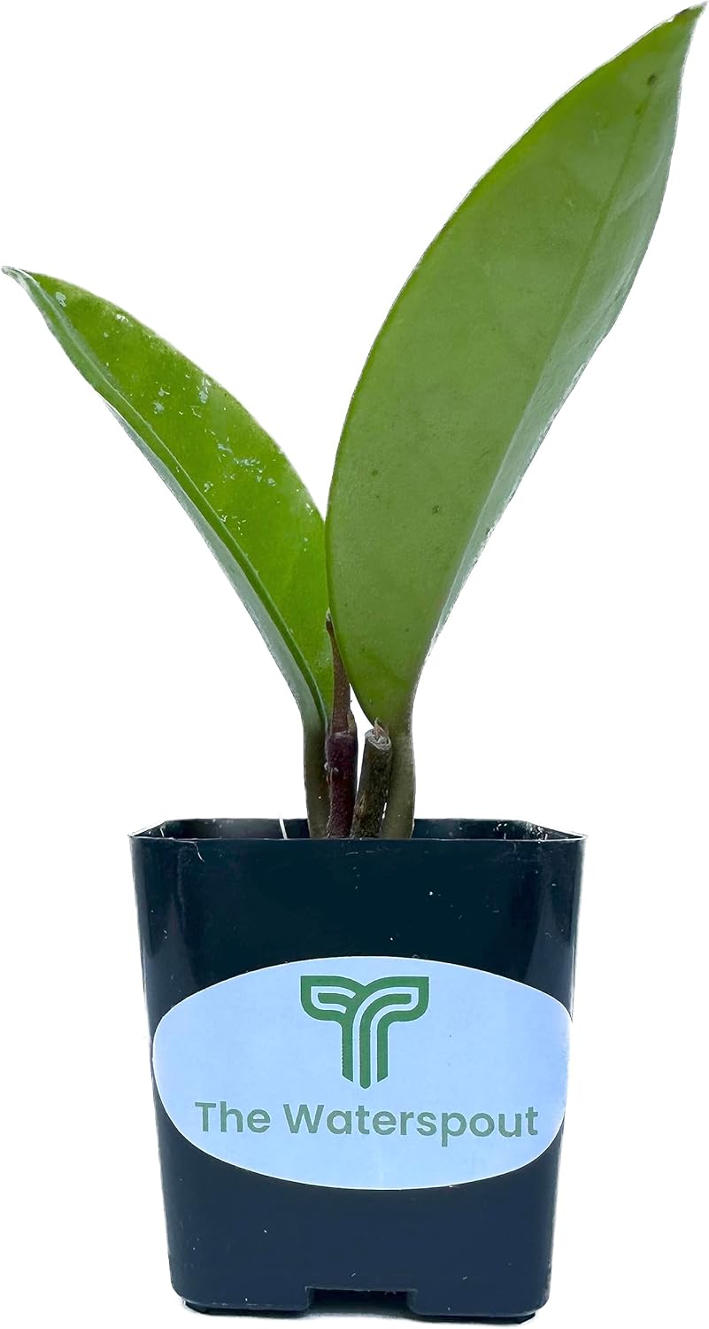 The Waterspout Colecciones de cactus suculentas de 2 pulgadas (Hoya Carnosa ‘Flor de porcelana’)