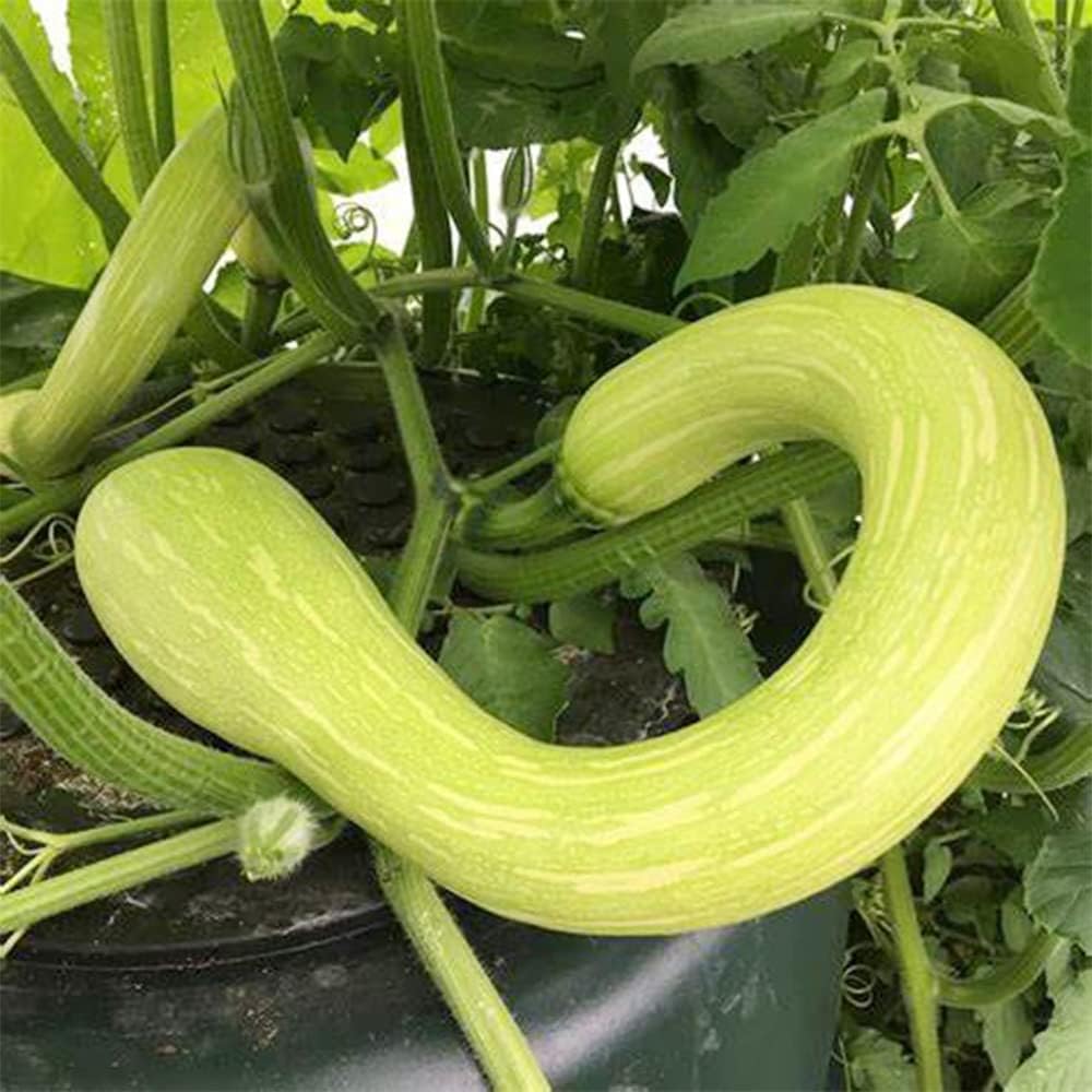 QAUZUY GARDEN Tromboncino Climbing Summer Squash (calabacín) – 45 semillas – reliquia y polinizada abierta – Deliciosas semillas de vegetales para