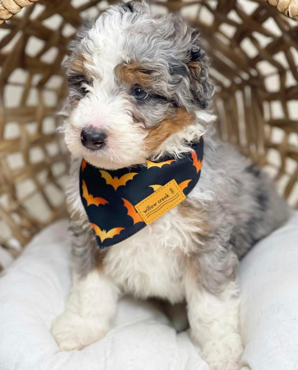 Willow Creek Pet Apparel Pañuelo bandana para perro o cachorro  Halloween paquete de 2  Tela duradera de doble capa  Lindo y moderno  Todas las