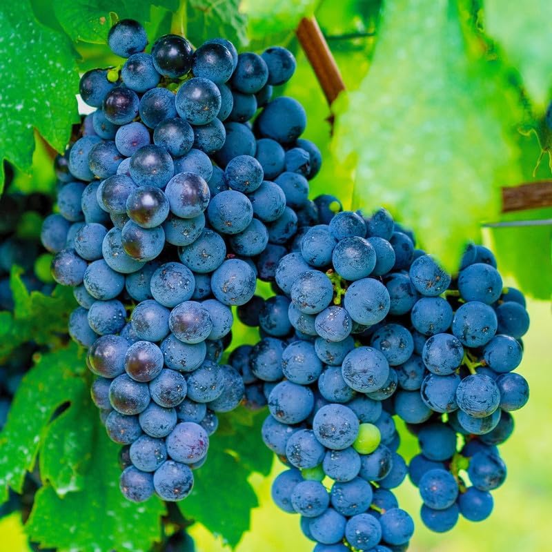 Concord – Planta viva de vid de uva de 1 a 2 años de edad, planta de uva Concord – Frutos de uva dulces vivos para cultivar, árbol frutal de uva sin