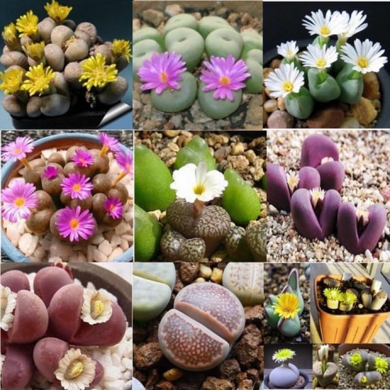 Lithops Plantas vivas grandes Lithops Plantas vivas, 25 plantas suculentas mixtas de Lithop, piedras vivas, plantas suculentas, flores de cactus