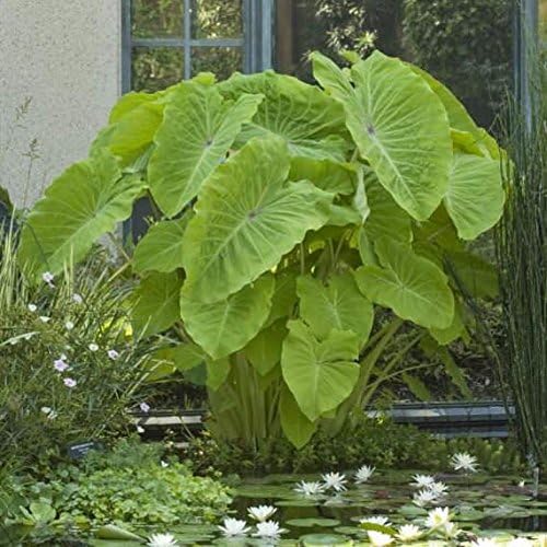 3 Oreja de Elefante -Colocasia esculenta- Dale a tu jardín un aspecto tropical