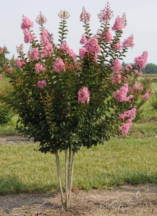 Crape Myrtle Sioux  3 plantas vivas  Flores de color rosa intenso vibrantes, planta viva, arbusto ornamental espectacular para impresionantes