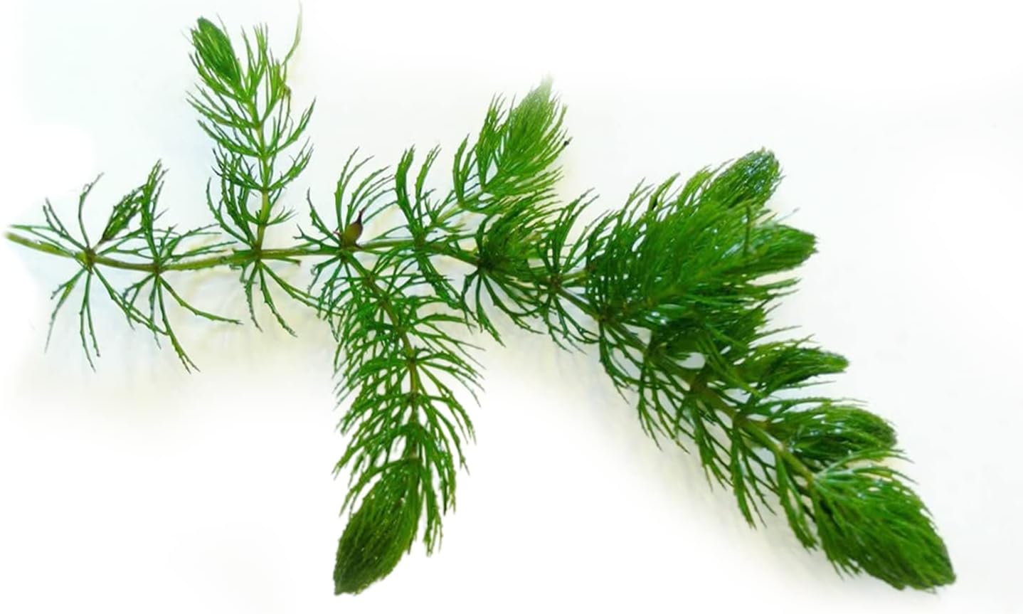 CANTON AQUATICS Live Aquarium 1 Hornwort – Excelente oxigenador – Planta fácil de mantener – Eliminación del exceso de nitratos – Promueve la alta