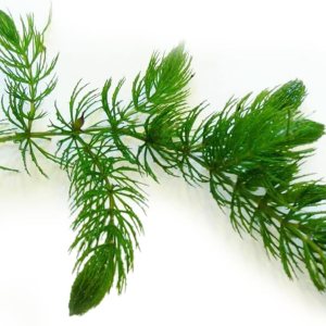 CANTON AQUATICS Live Aquarium 1 Hornwort – Excelente oxigenador – Planta fácil de mantener – Eliminación del exceso de nitratos – Promueve la alta CANTON AQUATICS Live Aquarium 1 Hornwort – Excelente oxigenador – Planta fácil de mantener – Eliminación del exceso de nitratos – Promueve la alta