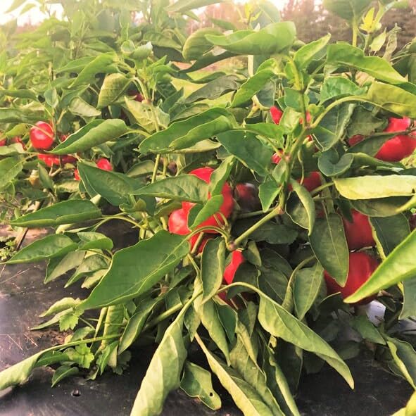 TomorrowSeeds – Semillas de pimiento de pimiento – Paquete de más de 100 unidades – Para 2024 Pimiento 100 Scoville Pimiento Suave Pimiento Piquante
