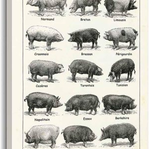 Lienzo decorativo para pared de cerdo, póster con marco de animales, arte de pared educativo, impresiones vintage, tipos de cerdo, conocimiento, Lienzo decorativo para pared de cerdo, póster con marco de animales, arte de pared educativo, impresiones vintage, tipos de cerdo, conocimiento,