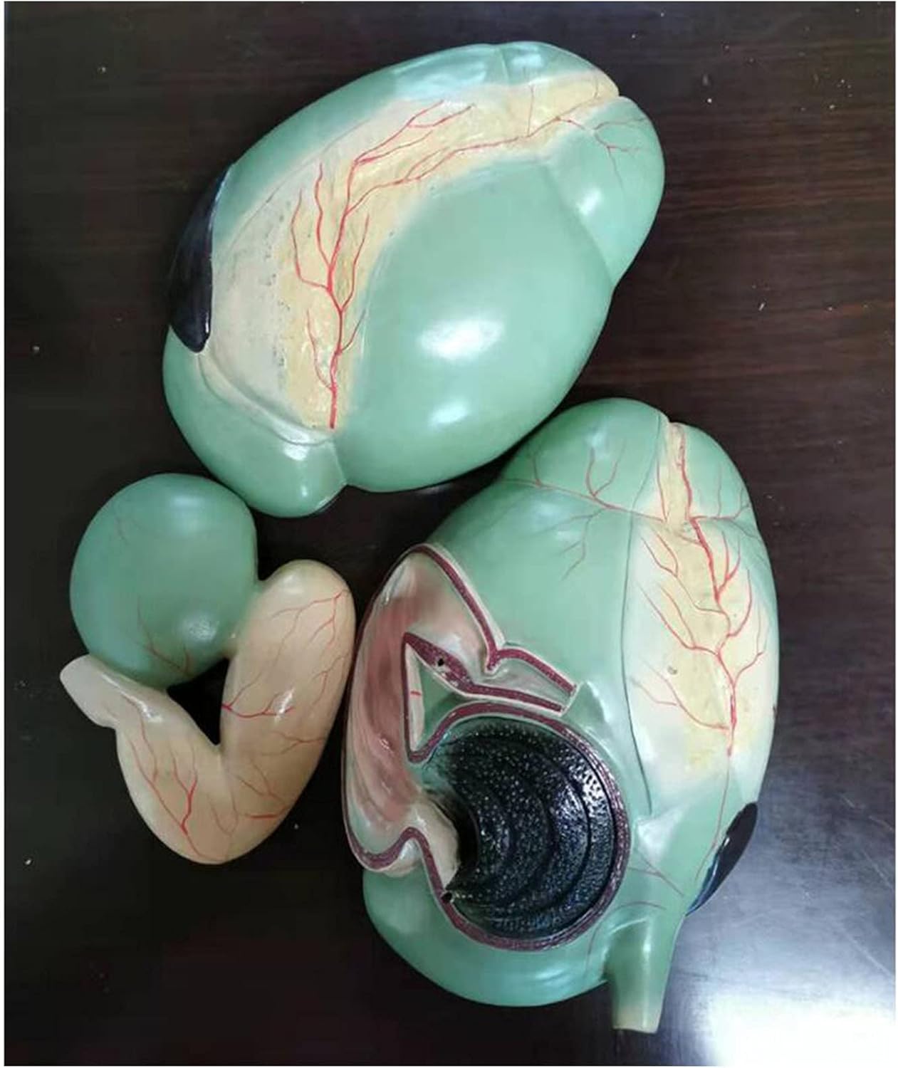 Modelo de anatomía de órgano de estómago de vaca Modelo de estómago anatómico de grado profesional para herramienta de educación de ciencias