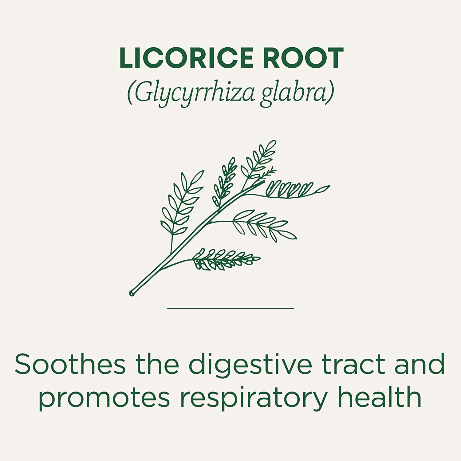 Traditional Medicinals – Té orgánico de raíz de regaliz (paquete de 6), 96 bolsas de té en total