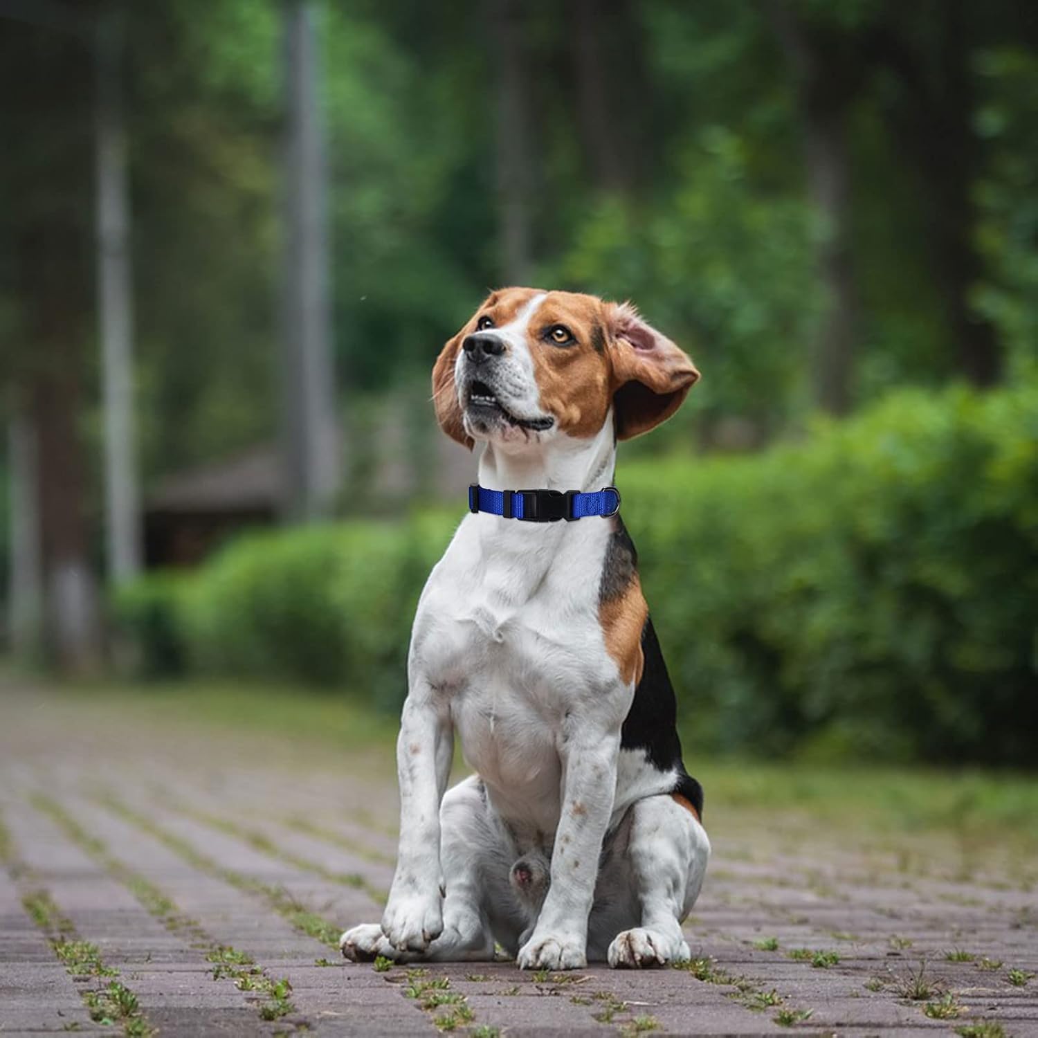 AUDWUD Collar de nailon grueso, collar clásico ajustable para perro en varios colores, adecuado para perros pequeños, medianos y grandes, 4 tamaños