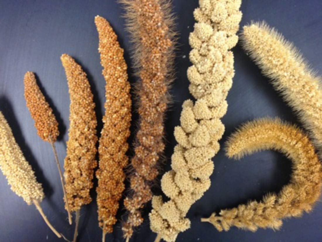 Mijo orgánico cultivado en Estados Unidos, semillas de grano entero sin OMG descascarillado sin gluten crudo a granel