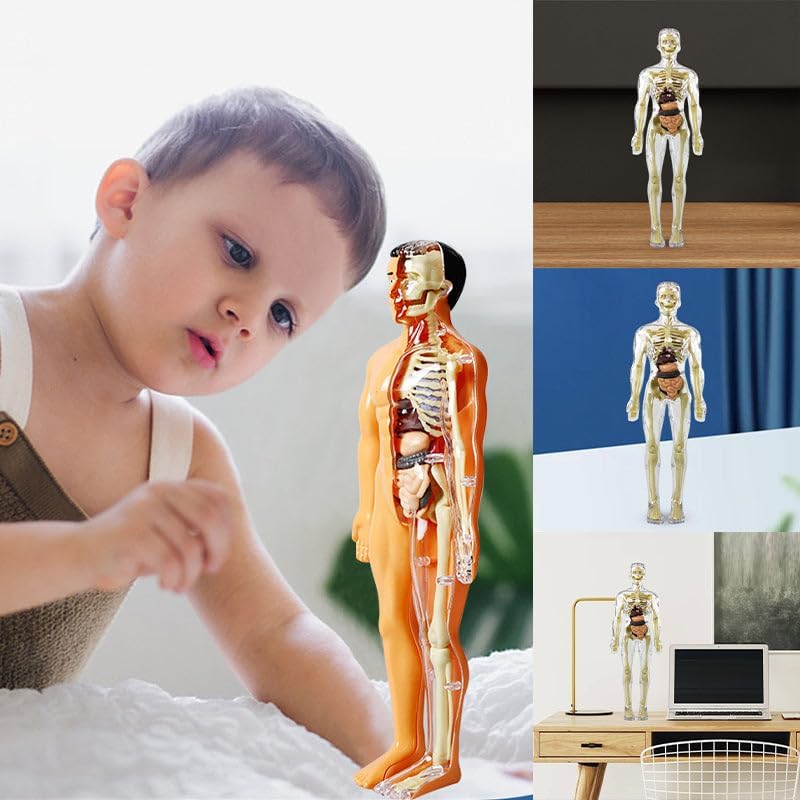 Modelo de torso de cuerpo humano 3D para niños, modelo de anatomía de niños, modelo de Skelton humano anatómico científico con piezas extraíbles,