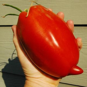 RAISE ME UP Semillas Tomate Pepper-Shaped Red Scarlet Mustang (Tiene Forma Como Pimienta) Heirloom Indeterminado No GMO RAISE ME UP Semillas Tomate Pepper-Shaped Red Scarlet Mustang (Tiene Forma Como Pimienta) Heirloom Indeterminado No GMO