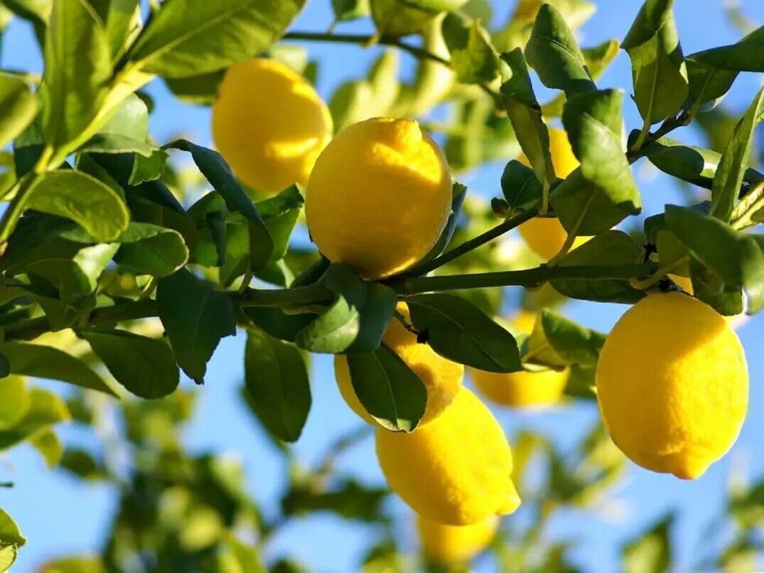 Limones orgánicos de 5 libras Temecula recién cosechados CA sin pulverizar sin encerar