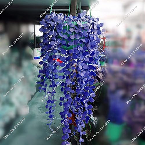 Nuevas semillas frescas de hiedra morada de 60 piezas Generic
