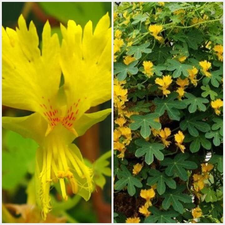 Semillas Canarias Creeper Mix Canarybird Capuchina Berro Indio Flores Anuales