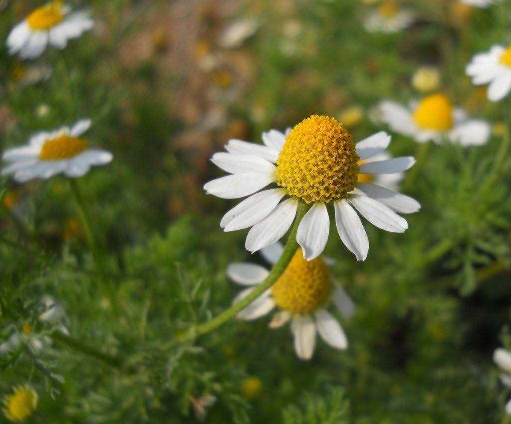 Semillas de manzanilla alemana medicinal hierba silvestre para plantar flores corte jardín reliquia sin OMG – 2500 semillas