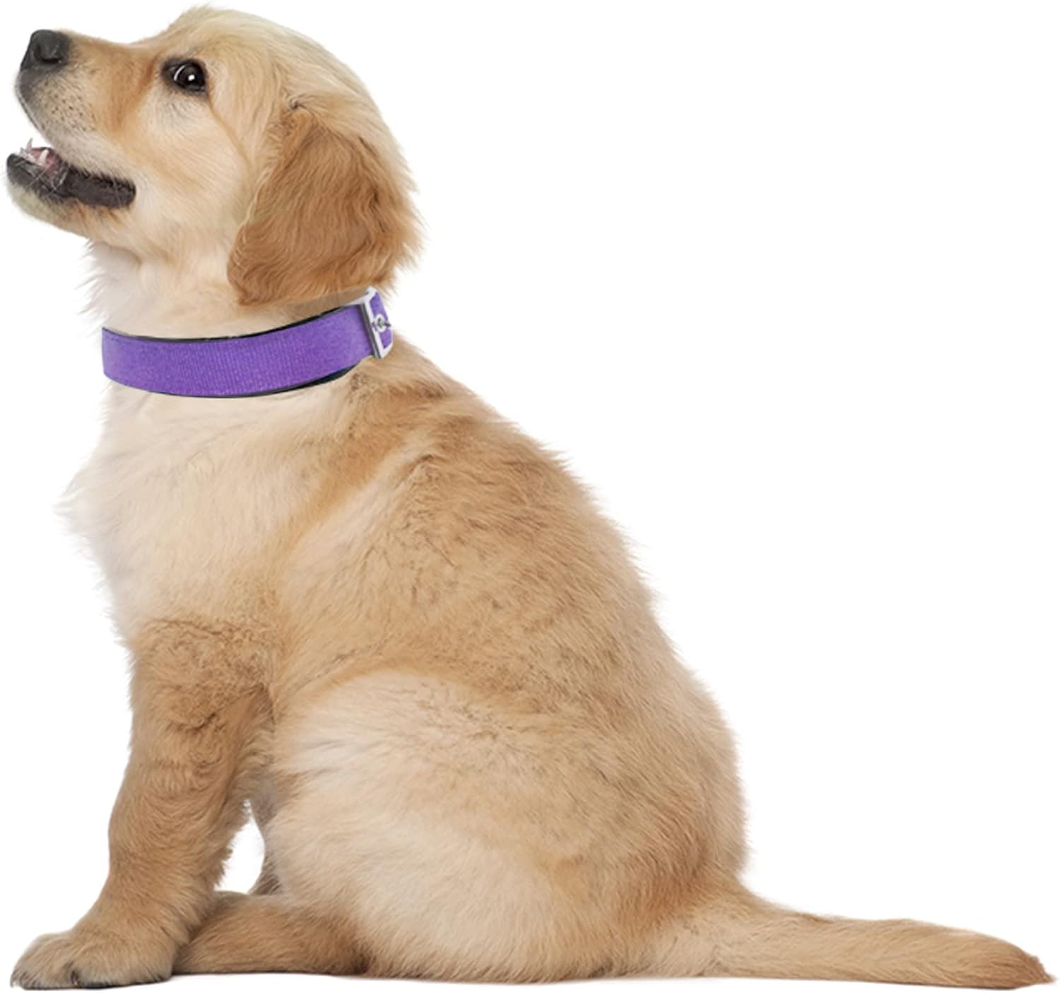 Collar para perros deluxe ajustable, grueso, (azul, rojo, negro, morado, rosa, pequeño, mediano, grande o extragrande) de Downtown Pet Supply,