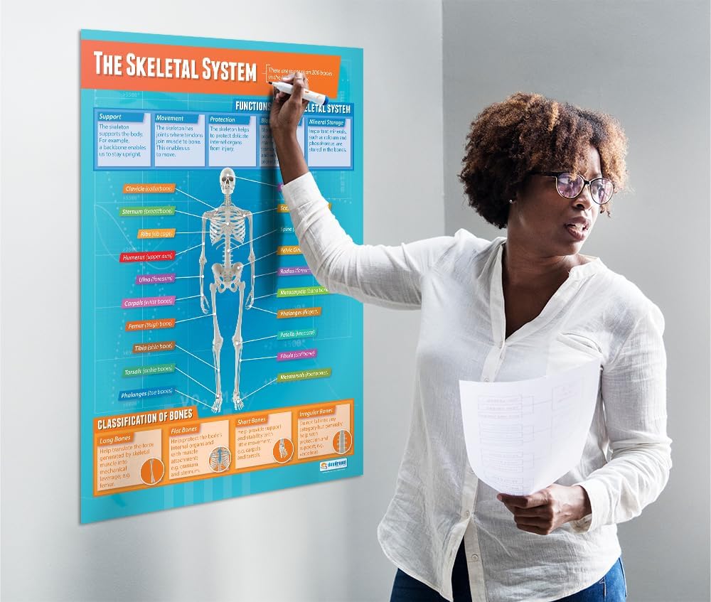 Daydream Education Póster de The Skeletal System – Laminado – FORMATO GRANDE 33 x 23.5 pulgadas – Aula de Educación Física – Decoración – Gráficos