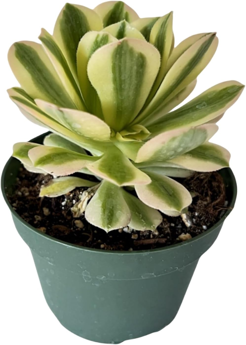 Suculentas raras Aeonium ‘Mbach’ (4 pulgadas), plantas suculentas vivas completamente enraizadas en macetas, regalo único para recuerdos de boda,
